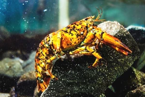 Tôm hùm tam thể quý hiếm