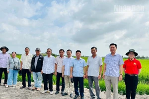 Đoàn cán bộ, nông dân sản xuất giỏi phường Vĩnh Trạch (tỉnh Cà Mau) đến thăm quan mô hình sản xuất lúa chất lượng cao kết hợp nuôi tôm trên ruộng lúa ở xã Ninh Thạnh Lợi. (Ảnh: TRỌNG DUY) 