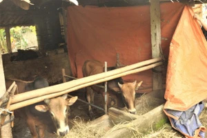 Nông dân xã Quỳ Châu, tỉnh Nghệ An che chắn chuồng trại tránh gió lùa.