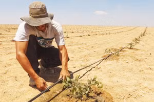 Công nghệ tưới tiêu nhỏ giọt trên sa mạc của Israel. Ảnh: AP 