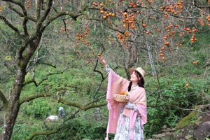 Vườn hồng chín đỏ rực, trải dài trên sườn đồi dãy núi thiêng Đại Huệ.