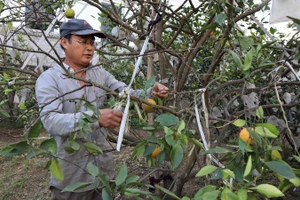 Ông Nguyễn Văn Hạnh (xóm Quyết Thắng, xã Nghi Lộc) chăm sóc vườn cam của gia đình.
