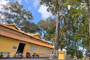 Cây dầu rái hơn 200 tuổi ở cạnh đình Thoại Sơn.