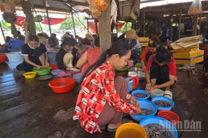 Làm cá linh non ở xã Nhơn Hội