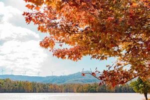 Khi di chuyển đến hồ thủy điện Quảng Trị, rừng phong hương bắt đầu hiện ra với sặc sỡ màu lá cam, đỏ, vàng xen kẽ màu xanh ngọc của nước hồ.