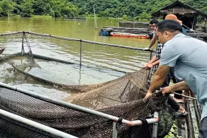 Đoàn công tác của Sở Nông nghiệp và Môi trường tỉnh Nghệ An kiểm tra tình trạng cá chết ở xã Tam Quang ngày 1/8. (Ảnh: KHÁNH HIỀN)