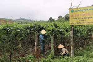 Mỗi năm, Công ty cổ phần Dược liệu Pù Mát trồng và thu mua khoảng 400 tấn nguyên liệu, sản xuất 7 dòng sản phẩm OCOP 4 sao, gồm: Trà túi lọc cà gai leo, Trà túi lọc dây thìa canh, Trà túi lọc giảo cổ lam, Trà hòa tan cà gai leo, Trà hòa tan dây thìa canh, Cao cà gai leo, Cao dây thìa canh) và 4 dòng sản phẩm OCOP 3 sao, gồm: Viên hoàn dây thìa canh, Viên hoàn cà gai leo, Trà túi lọc an thần Pù Mát, Trà túi lọc dây thìa canh lá to.