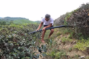 Người dân kéo đường ống dẫn nước, hy vọng cứu vớt được đồi chè.