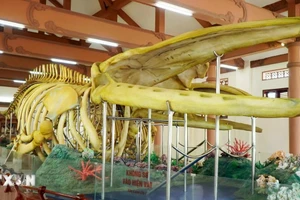 Nhà trưng bày 2 bộ xương Cá Ông Lăng Tân là địa điểm tham quan du lịch nổi tiếng của Đặc khu Lý Sơn. (Ảnh: TTXVN)