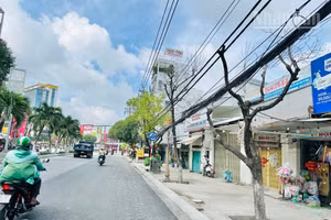 Nhiều cây xanh tốt hàng chục năm nay “bỗng nhiên” chết trắng, làm xấu hình ảnh phường Bạc Liêu đang trong thời kỳ phát triển mới. (Ảnh: TRỌNG DUY).