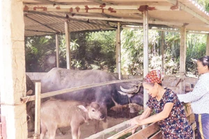 Gia đình bà Nông Thị Hằng, thôn Phục Hưng, xã Lương Thiện, huyện Sơn Dương phát triển nuôi trâu sinh sản từ nguồn vốn vay của Ngân hàng Chính sách xã hội.