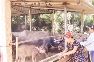 Gia đình bà Nông Thị Hằng, thôn Phục Hưng, xã Lương Thiện, huyện Sơn Dương phát triển nuôi trâu sinh sản từ nguồn vốn vay của Ngân hàng Chính sách xã hội.