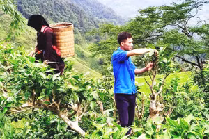 Thu hoạch chè ở Tả Củ Tỷ.