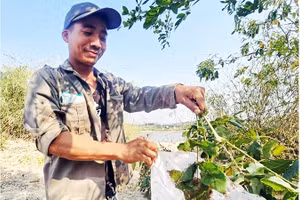 Thợ săn kiến vàng phải nhanh tay và khéo léo để không bị kiến đốt. 