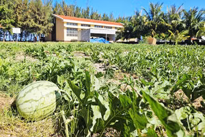 Vườn dưa trên đảo Đá Tây A.