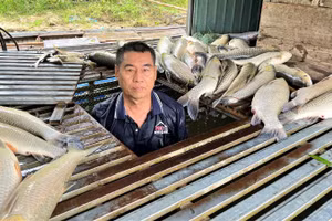 Bè cá khoảng 350 con, chủ yếu là cá trắm của gia đình ông Trần Văn Tưởng chuẩn bị đến kỳ thu hoạch bị chết bất thường.