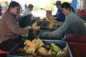 Xoài keo Khánh Bình được xuất khẩu.
