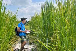 Thạc sĩ Lê Thanh Phong lặn lội ruộng đồng kiểm tra tăng trưởng cây lúa mùa nổi.
