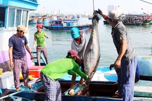 Các tàu cá ở Gia Lai đã nhận thức rõ tầm quan trọng về khai thác thủy sản bất hợp pháp và chấp hành nghiêm chỉnh về chống khai thác IUU.