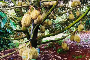 Vườn sầu riêng ở tỉnh Gia Lai.