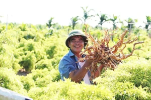Vùng trồng cây đinh lăng của Công ty cổ phần Traphaco tại các xã Nghĩa Lâm, Nghĩa Hải, Rạng Đông, Nghĩa Sơn (tỉnh Ninh Bình).