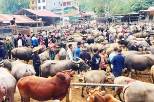 Mỗi phiên chợ giao dịch hàng nghìn con trâu, bò với giá trị trên dưới 50 tỷ đồng. 