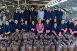 Trang trại trồng nấm sạch của chị Châu Thị Nương.