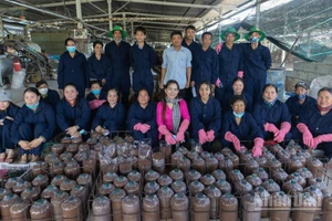 Trang trại trồng nấm sạch của chị Châu Thị Nương.