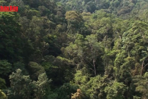 [Video] Sẽ có sàn giao dịch tín chỉ carbon trong nước hoạt động như sàn chứng khoán từ cuối năm 2025 