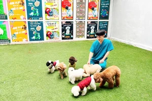 Chó mèo được thả chơi tự do trong khuôn viên khách sạn.