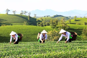 Thu hoạch chè ở Long Cốc. Ảnh: ÚT MƯỜI