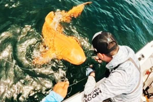 Lần đầu ghi nhận cá mập màu cam