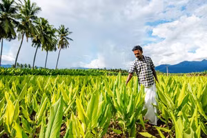Một vùng trồng nghệ ở Ấn Độ. Ảnh: ALAMY