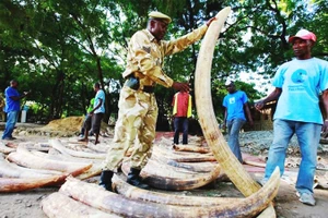 Lực lượng chức năng kiểm tra ngà voi thu hồi từ nghi phạm. Ảnh: REUTERS
