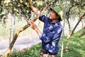 Người dân xã Lý Nhân (Ninh Bình) trồng táo đại mật 06 theo hướng VietGAP cho hiệu quả cao.