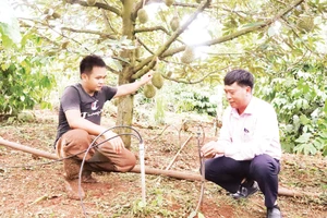 Ứng dụng tưới tiết kiệm nước cho cây sầu riêng ở tỉnh Đắk Lắk. (Ảnh CÔNG LÝ)