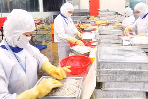 Chế biến tôm xuất khẩu tại doanh nghiệp trên địa bàn thành phố Cần Thơ. (Ảnh: ĐỨC AN)