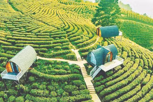 Đồi chè trong khu du lịch sinh thái Kolia, xã Thành Công, tỉnh Cao Bằng.