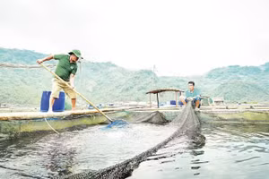 Mô hình nuôi thủy sản tại Hợp tác xã cá sạch Bẩy Tuyển, phường Hòa Bình, tỉnh Phú Thọ. (Ảnh: BẢO LONG)