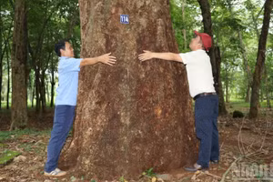 Cây cao-su 120 năm tuổi trong vườn cao-su bảo tồn tại Đồng Nai.