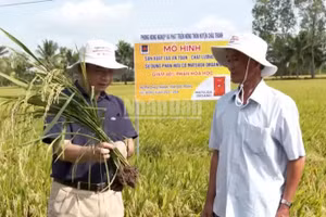 Nông dân kiểm tra quá trình sinh trưởng của cây lúa. (Ảnh: VĂN ÚT-TÙNG ANH)