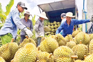 Mua bán sầu riêng giữa thương lái và nông dân tại xã Mỹ Thành, tỉnh Đồng Tháp.