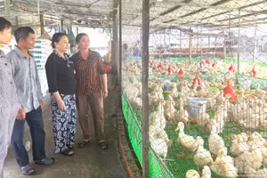 Các hộ chăn nuôi gia cầm cần thực hiện các biện pháp chăn nuôi theo hướng an toàn sinh học.