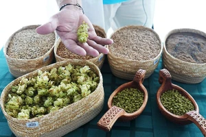 Các sản phẩm hoa bia đã qua chế biến.