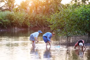 Du khách nước ngoài trải nghiệm thiên nhiên, văn hóa khu vực Vườn quốc gia Xuân Thủy. Ảnh: PHƯƠNG LAN