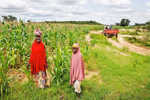 Nông dân Nigeria tìm kiếm cây trồng thích ứng biến đổi khí hậu. Ảnh: GETTYIMAGES