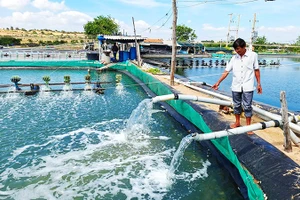 Nước biển vào tới hồ nuôi trồng thủy sản.