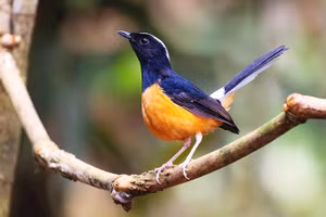 Các loài chim hoang dã quý hiếm mà tôi đã chụp ở khu vực quan sát Trusmadi. Rất nhiều loài trong số này chỉ có ở Kinabalu hoặc chỉ có ở Borneo, mà không có trong tự nhiên ở bất cứ đâu trên thế giới.