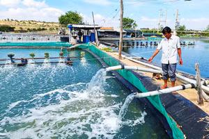 Nước biển vào tới hồ nuôi trồng thủy sản.