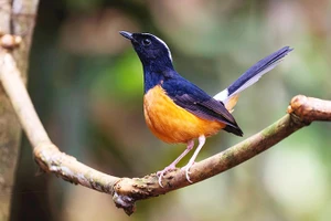 Các loài chim hoang dã quý hiếm mà tôi đã chụp ở khu vực quan sát Trusmadi. Rất nhiều loài trong số này chỉ có ở Kinabalu hoặc chỉ có ở Borneo, mà không có trong tự nhiên ở bất cứ đâu trên thế giới.